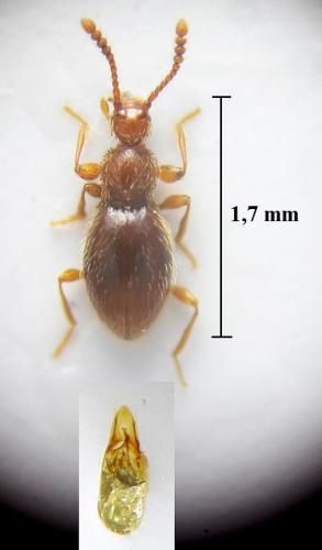 Réf. 260 310 : Euconnus navaricus